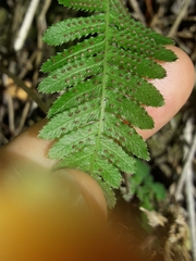 Blechnum medium
