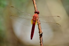 Crocothemis servilia