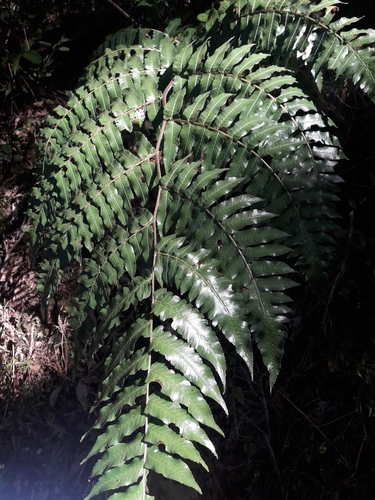 Diplazium echinatum observed 2019-10-19