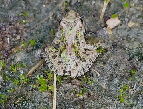 Blanchard's Cricket Frog photographed in Missouri