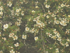 Rosa sericea, photograph (c) Sagnik Dutta Roy, some rights reserved (CC BY)