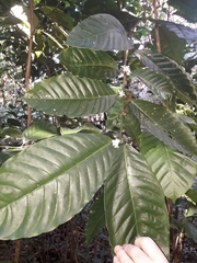 Coffea canephora
