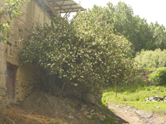 Rosa sericea, photograph (c) Sagnik Dutta Roy, some rights reserved (CC BY)
