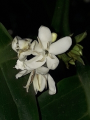 Coffea canephora