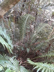 Blechnum oceanicum