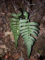Blechnum diversifolium