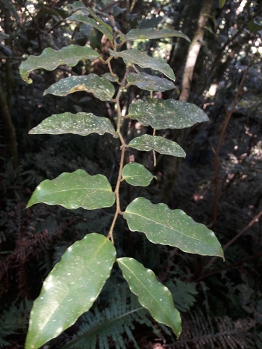 Image of Amborella (Amborella trichopoda) by (c) naturewatchwidow, some rights reserved (CC BY)