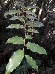 Amborella trichopoda, photograph (c) naturewatchwidow, some rights reserved (CC BY)