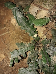 Blechnum opacum