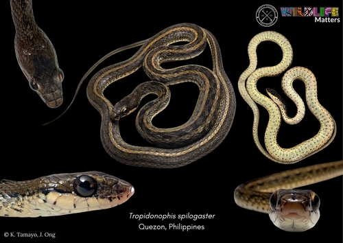 Rhabdophis spilogaster, 2025-01-06