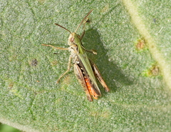Omocestus haemorrhoidalis