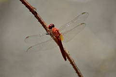 Crocothemis servilia