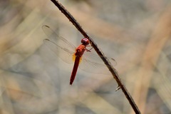 Crocothemis servilia