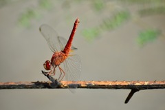 Crocothemis servilia