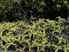 Sticherus brackenridgei