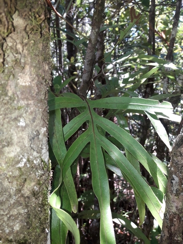 Lecanopteris varians observed 2019-10-19