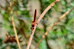 Crocothemis servilia