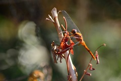 Libellulidae