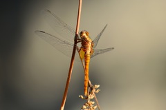 Libellulidae
