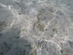 Gymnothorax richardsonii