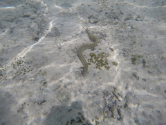 Gymnothorax richardsonii