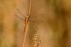 Libellulidae