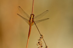Libellulidae