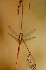 Libellulidae