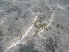 Gymnothorax richardsonii