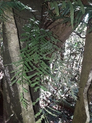 Asplenium polyphyleticum