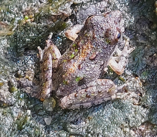 Blanchard's Cricket Frog photographed in Missouri