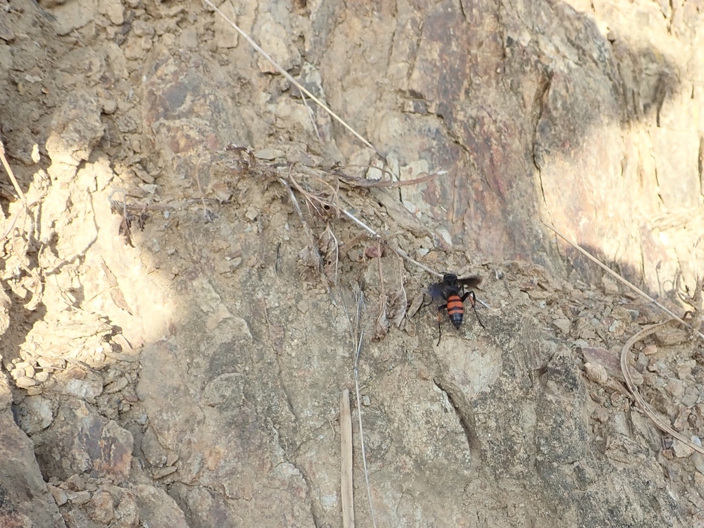 Arachnospila holomelas