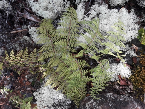 Paesia rugosula observed 2019-10-19