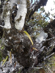 Loxogramme lanceolata