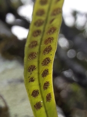 Loxogramme lanceolata