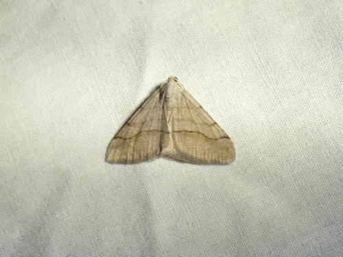 iNaturalist observation photo of Digrammia