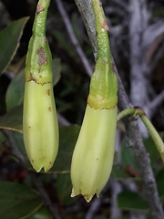 Paphia neocaledonica