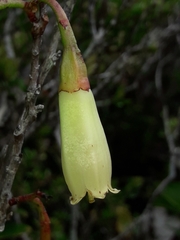 Paphia neocaledonica