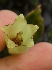 Paphia neocaledonica