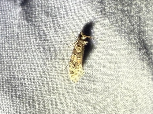 iNaturalist observation photo of Amydria