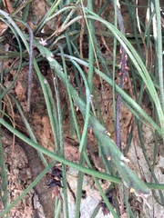 Lepismium cruciforme