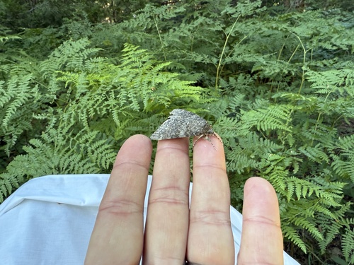 iNaturalist observation photo of Underwing Moths