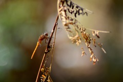 Libellulidae