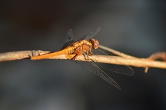 Libellulidae