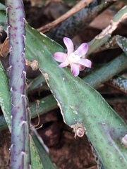 Lepismium cruciforme