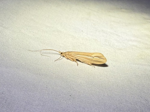 iNaturalist observation photo of Limnephilini