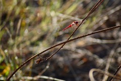 Crocothemis servilia