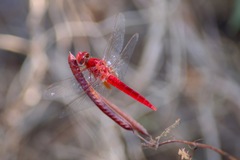 Crocothemis servilia