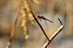 Libellulidae