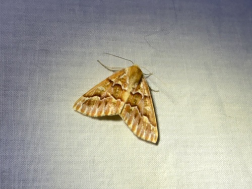 iNaturalist observation photo of Western Conifer Looper